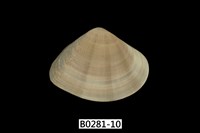 藏品(花蛤)的圖片